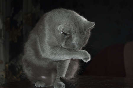 Russian Blue Cat beautiful cat portrait emotion happiness fluffyの写真素材