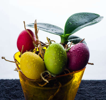 Easter Eggs celebration, color, decorative, design, group, holiday, objects, colorfulの写真素材