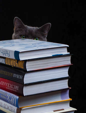 School books on desk, education concept, educate, technology, cat, splash business laptop computerの写真素材