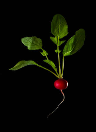 Fresh Radishes on black background selective focus close-up shot natural organicの写真素材