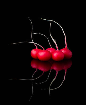 Fresh Radishes on black background selective focus close-up shot natural organicの写真素材