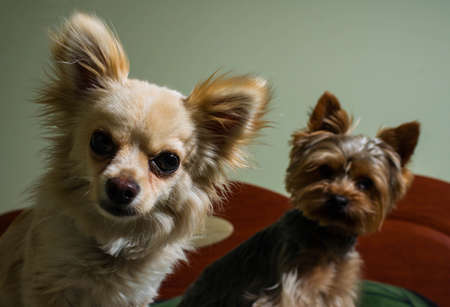 Happy Chihuahua canine, cheerful, domestic, happiness, barking, carnivore, cut happily pedigree pup puppy small tiny wink youngの写真素材