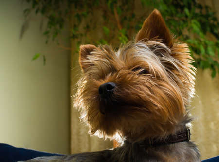 Beautiful Yorkshire terrier playing pet, friendly, playing, dog, garden, doggy