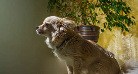 Happy Chihuahua canine, cheerful, domestic, happiness, barking, carnivore, cut happily pedigree pup puppy small tiny wink youngの写真素材