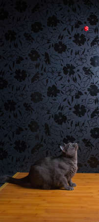 Russian Blue Cat beautiful cat portrait emotion happiness fluffyの写真素材