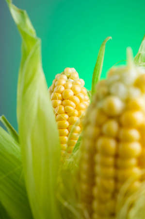 Fresh corn on cobs on rustic wooden table,