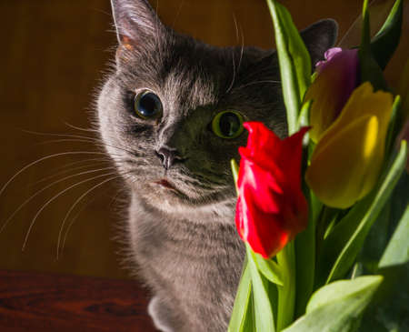 cat and flowers portrait blue russian tulip celebration happiness smileの写真素材