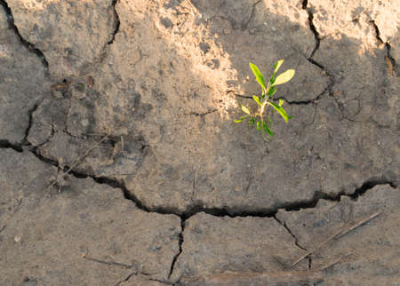 Plant in dried cracked mud desert, plant, dry, crack,