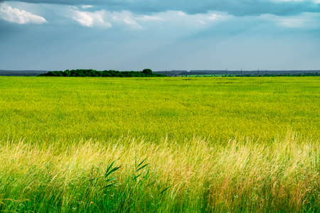 Field with yellow dandelions and blue sky meadow, sky, green, horizon, heaven, sun, beauty, clouds blue yellow outdoor nature landscapeの写真素材