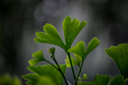 The Gingko leaves on the background