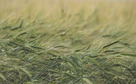 Background of wheat earsの写真素材