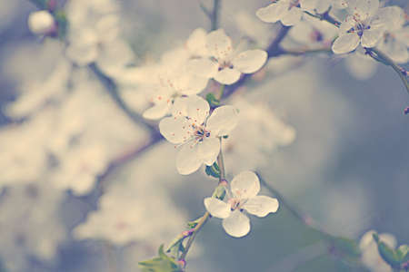 The cherry blossomsの写真素材