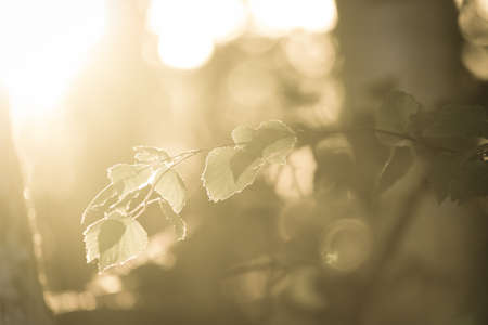 Tree branch with leaves on a bright Sunny backgroundの写真素材
