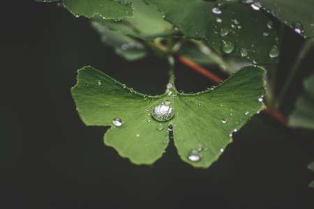 Leaves of the Ginkgo tree with water dropsの写真素材