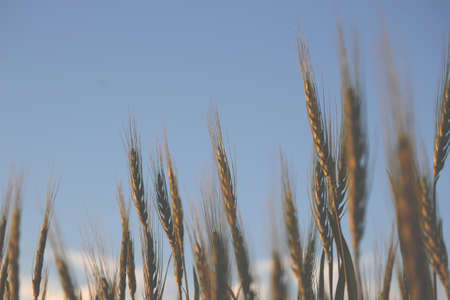 Ears of wheat in the line upの写真素材