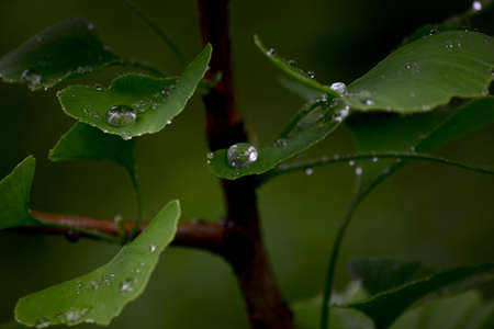 Leaves of the Ginkgo tree with water dropsの写真素材