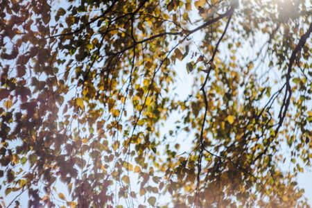 Autumn background of yellow leaves on the trees