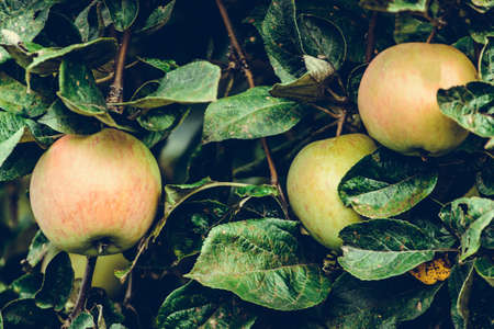 Ripe apples on a tree branchの写真素材