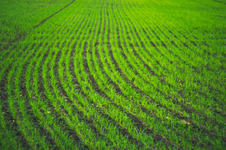 A green field of grass in drops of dewの写真素材