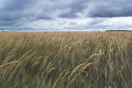 Wild countryside with storm clouds before the rain