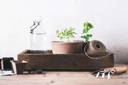 Sprouts in a pot, seeds and garden tools on a wooden table against the background of a white wallの写真素材
