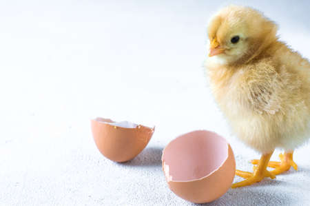 The hatched chicken and egg shell on a white backgroundの写真素材