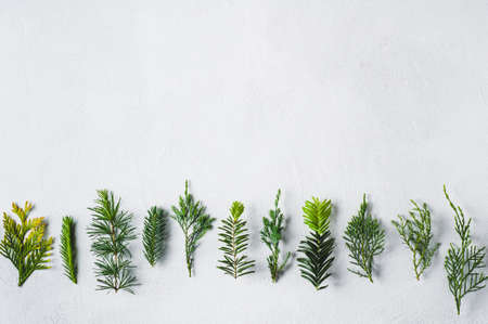 Branches of coniferous plants on a white concrete background. Concept of nursery or landscapingの写真素材