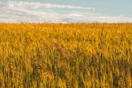 A wheat field, panoramic frameの写真素材