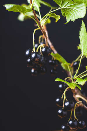 Blackcurrant branch with berries on a black backgroundの写真素材