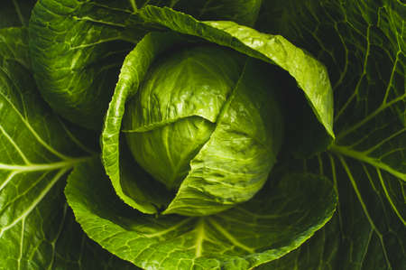 White cabbage on a bed. Top view, green backgroundの写真素材