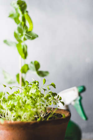 Sprouts of salad and peas in pots against the background of a gray concrete wall. Home farm conceptの写真素材