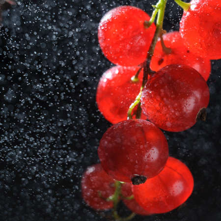 Fresh red currant in water splashesの写真素材