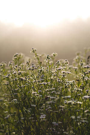 Morning landscape and white wild flowersの写真素材