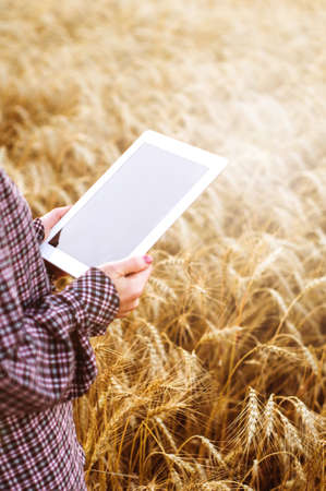 The woman farmer with the tablet PC in hands in the wheat fieldの写真素材