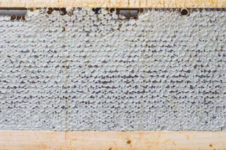 Fresh honeycomb and the beekeeper's tools on a gray concrete background. Flat lay and top view