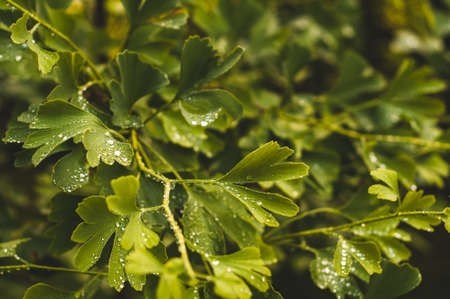 Water drops close up on green leaves of a Ginkgo treeの写真素材