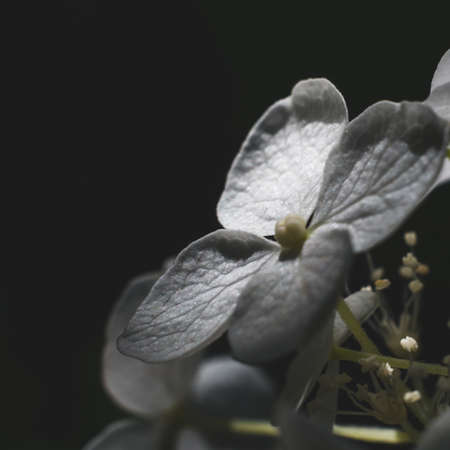 White flower on black background. Macroの写真素材