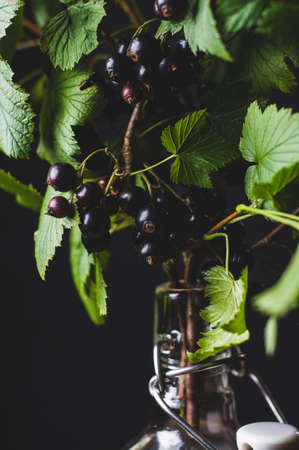 Blackcurrant branch with berries on a black background