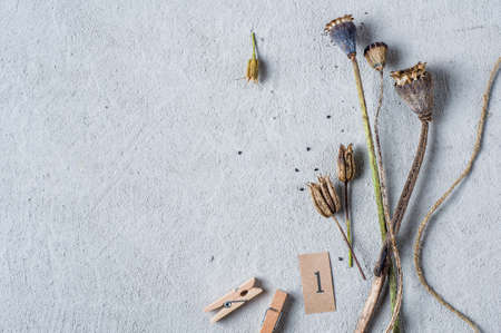 Buds and poppy seeds on a gray concrete backgroundの写真素材