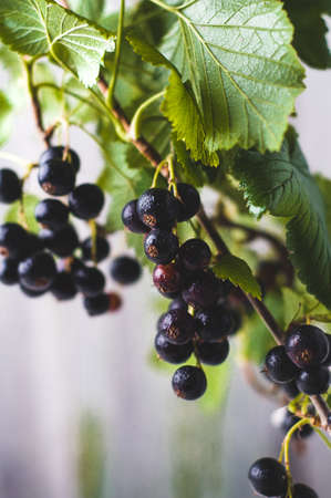 Blackcurrant branch with berries on a light backgroundの写真素材