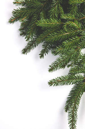 Fir branches on a white background. Christmas decorationsの写真素材