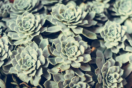 Background of succulentsの写真素材