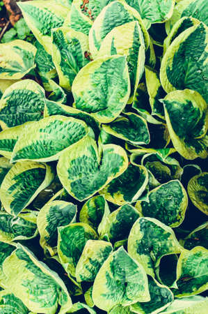 The hosts leaves in the garden