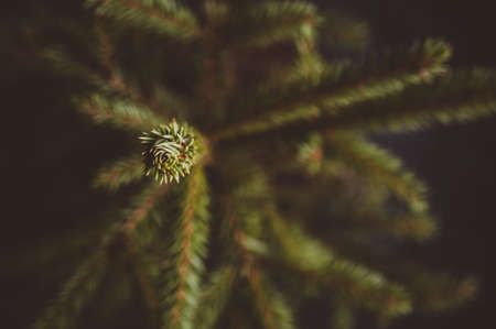 Fir branches on a dark background. Christmas decorationsの写真素材