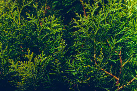 Branches of coniferous plants. Concept of nursery or landscaping