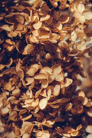 Dry inflorescences of hydrangea