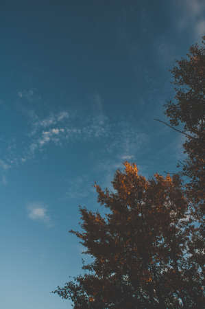 Yellow leaves on blue sky backgroundの写真素材