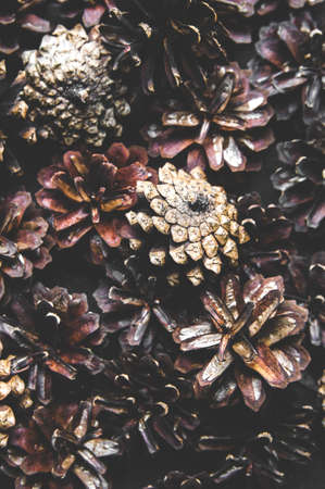 Background of pine cones close-upの写真素材