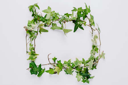 Green ivy leaves on white backgroundの写真素材