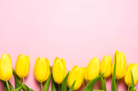 Yellow tulips on pink background. The concept of spring or women's dayの写真素材
